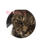 にゃー＆虎太朗（個別スタンプ：3）
