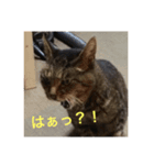 にゃー＆虎太朗（個別スタンプ：4）