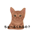 にゃー＆虎太朗（個別スタンプ：5）