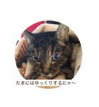 にゃー＆虎太朗（個別スタンプ：8）