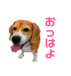 げっぺーと時々ちょこ（個別スタンプ：2）