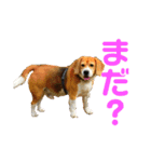 げっぺーと時々ちょこ（個別スタンプ：3）