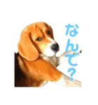 げっぺーと時々ちょこ（個別スタンプ：4）