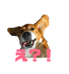 げっぺーと時々ちょこ（個別スタンプ：8）