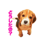 げっぺーと時々ちょこ（個別スタンプ：16）