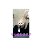 ミント1（個別スタンプ：1）