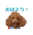 トイプーアンディ3（個別スタンプ：1）