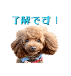 トイプーアンディ3（個別スタンプ：3）