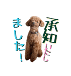 トイプーアンディ3（個別スタンプ：4）