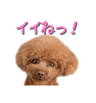 トイプーアンディ3（個別スタンプ：5）