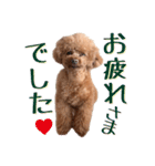 トイプーアンディ3（個別スタンプ：6）