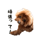 トイプーアンディ3（個別スタンプ：11）