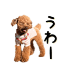 トイプーアンディ3（個別スタンプ：15）