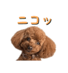 トイプーアンディ3（個別スタンプ：29）