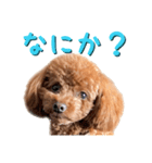 トイプーアンディ3（個別スタンプ：30）