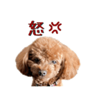 トイプーアンディ3（個別スタンプ：31）
