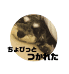 シュナのあんずちゃんNo.1（個別スタンプ：9）