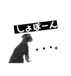シュナのあんずちゃんNo.1（個別スタンプ：13）