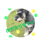 シュナのあんずちゃんNo.1（個別スタンプ：16）