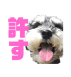 シュナのあんずちゃんNo.1（個別スタンプ：22）