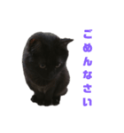黒猫ツァオツァオ（個別スタンプ：3）