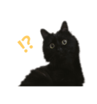 黒猫ツァオツァオ（個別スタンプ：4）