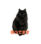 黒猫ツァオツァオ（個別スタンプ：5）