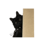 黒猫ツァオツァオ（個別スタンプ：6）