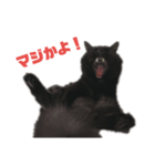 黒猫ツァオツァオ（個別スタンプ：8）