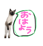 イブたんルブたんスタンプ（個別スタンプ：1）