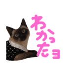 イブたんルブたんスタンプ（個別スタンプ：8）
