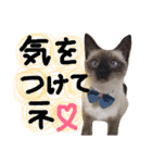 イブたんルブたんスタンプ（個別スタンプ：13）