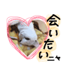 イブたんルブたんスタンプ（個別スタンプ：24）
