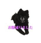 黒ポメショコラ（個別スタンプ：1）