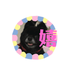 黒ポメショコラ（個別スタンプ：3）