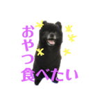 黒ポメショコラ（個別スタンプ：4）