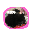 黒ポメショコラ（個別スタンプ：7）