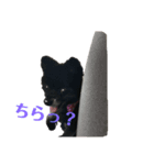 黒ポメショコラ（個別スタンプ：8）