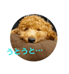 癒される、トイプードルの日常（個別スタンプ：6）