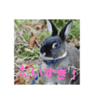 ふるかわさんちのうさぎPart2（個別スタンプ：1）