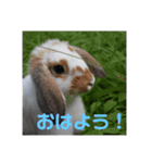 ふるかわさんちのうさぎPart2（個別スタンプ：2）