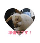 ふるかわさんちのうさぎPart2（個別スタンプ：3）