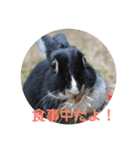 ふるかわさんちのうさぎPart2（個別スタンプ：4）