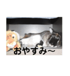 ふるかわさんちのうさぎPart2（個別スタンプ：5）
