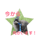 ふるかわさんちのうさぎPart2（個別スタンプ：6）