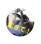ふるかわさんちのうさぎPart2（個別スタンプ：7）