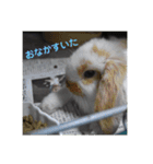 ふるかわさんちのうさぎPart2（個別スタンプ：8）
