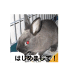 ふるかわさんちのうさぎPart2（個別スタンプ：9）