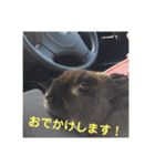 ふるかわさんちのうさぎPart2（個別スタンプ：11）
