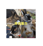 ふるかわさんちのうさぎPart2（個別スタンプ：12）
